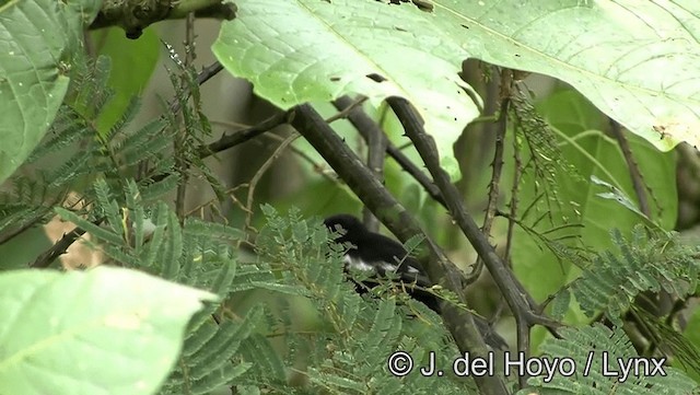 White-shouldered Tanager - ML201176681