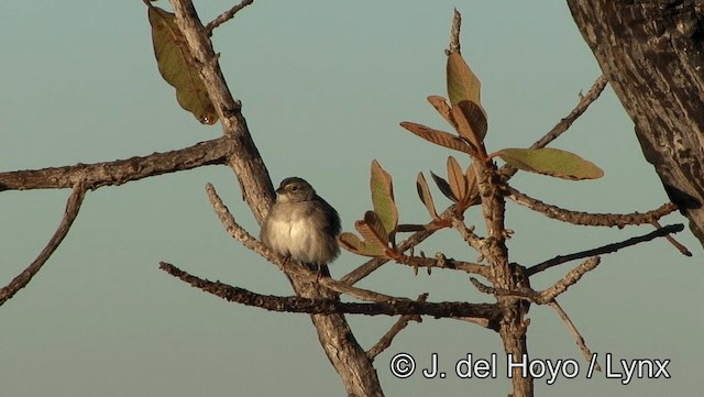 Grassland Sparrow - ML201176811