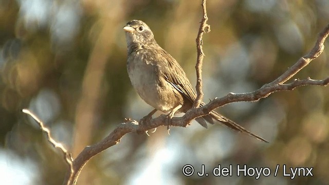 Wedge-tailed Grass-Finch - ML201176881