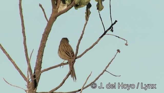 Wedge-tailed Grass-Finch - ML201176891