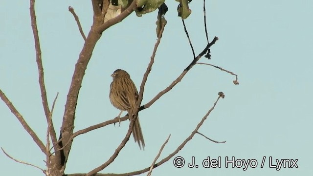 Wedge-tailed Grass-Finch - ML201176901