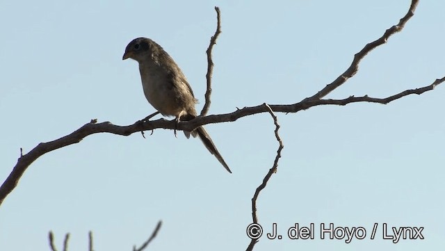 Wedge-tailed Grass-Finch - ML201176911