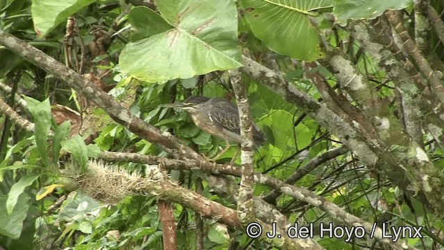 Striated Heron (South American) - ML201177011