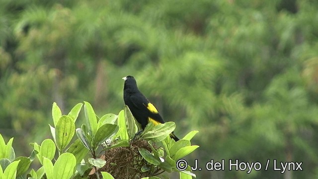 Yellow-rumped Cacique (Amazonian) - ML201177031
