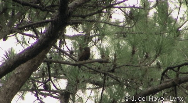 Rufous Woodpecker - ML201177051