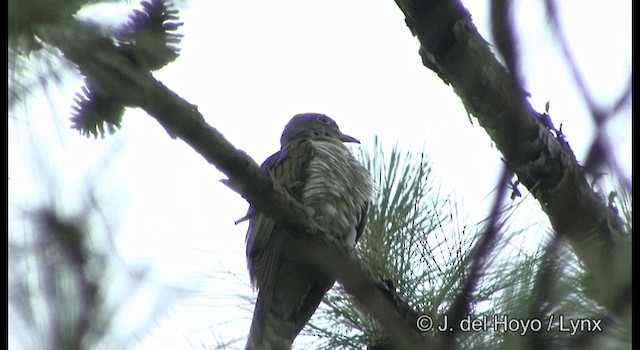 Indian Cuckoo - ML201177091
