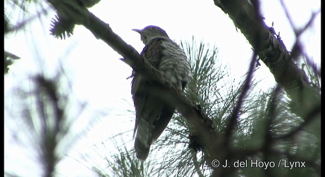 Indian Cuckoo - ML201177101