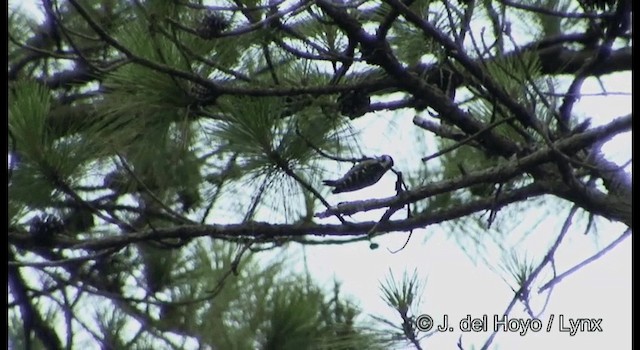Gray-capped Pygmy Woodpecker - ML201177111