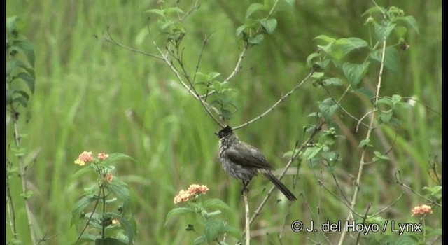 Bulbul cul-d'or - ML201177151