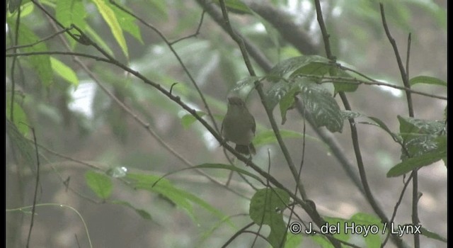 Scaly-crowned Babbler - ML201177381