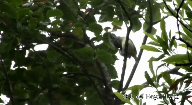 White-browed Shrike-Babbler (Blyth's) - ML201177471