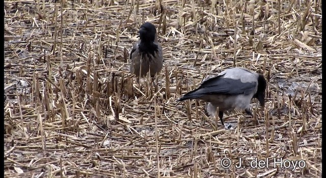 Hooded Crow (Hooded) - ML201177581
