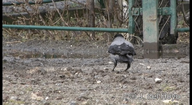 Hooded Crow (Hooded) - ML201177621