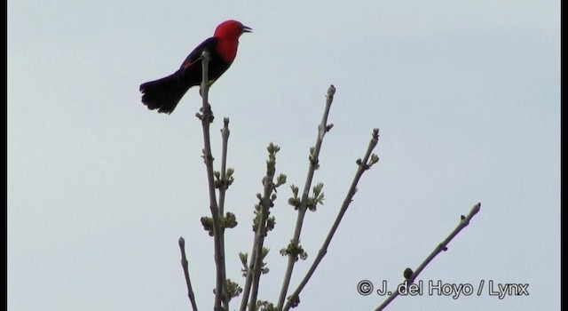 Scarlet-headed Blackbird - ML201177651