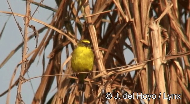 Yellow-fronted Canary - ML201177771