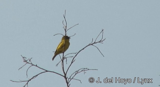 Yellow-fronted Canary - ML201177791