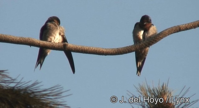 Angola Swallow - ML201178011