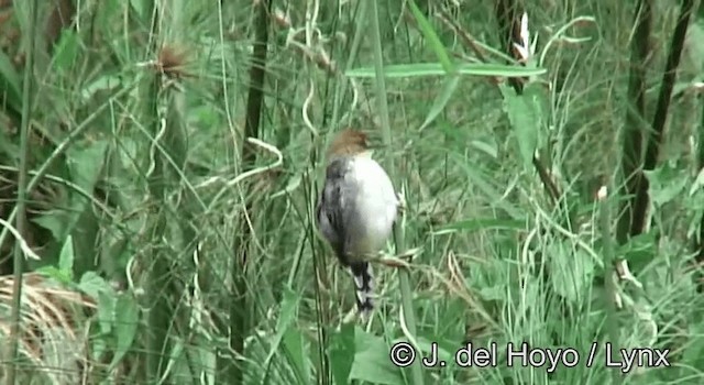 Carruthers's Cisticola - ML201178261