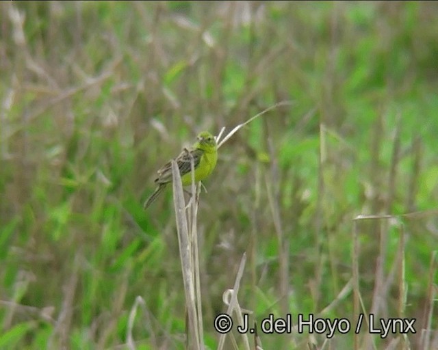 Grassland Yellow-Finch (Grassland) - ML201178291