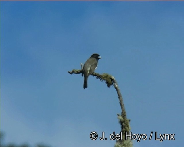 Yellow-bellied Seedeater - ML201178351