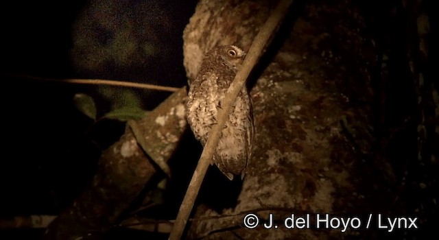 Sulawesi Scops-Owl - ML201178431