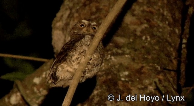 Sulawesi Scops-Owl - ML201178441