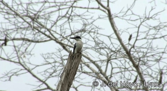 Collared Kingfisher (Collared) - ML201178501