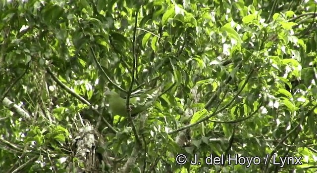 Gray-cheeked Green-Pigeon - ML201178511