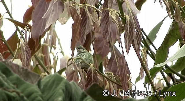 Yeşil Kuyruklu Kolibri - ML201178631