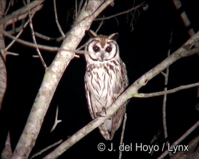 Striped Owl - ML201178681