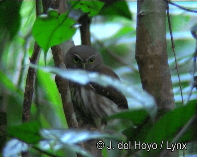 Least Pygmy-Owl - ML201178741