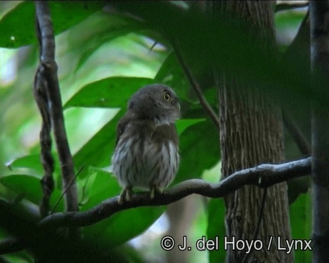  - Least Pygmy-Owl