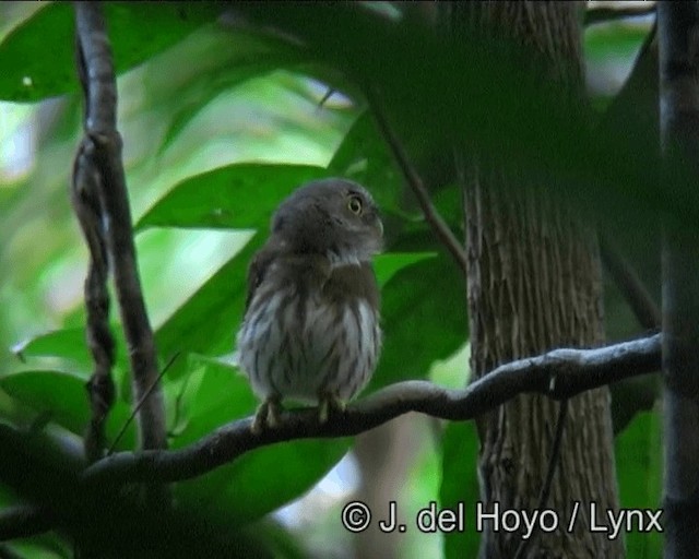 Least Pygmy-Owl - ML201178751