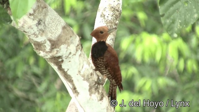 Ringed Woodpecker (Amazonian Black-breasted) - ML201178931