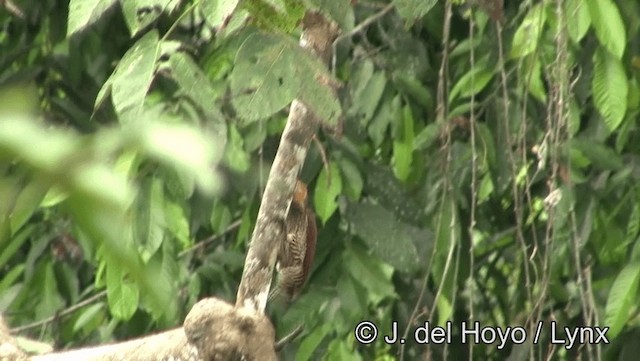 Ringed Woodpecker (Amazonian Black-breasted) - ML201178941