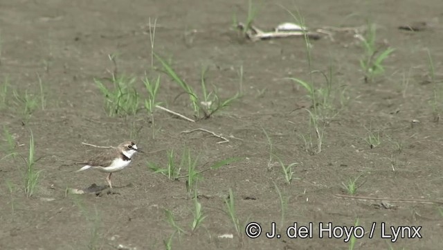 Collared Plover - ML201178951