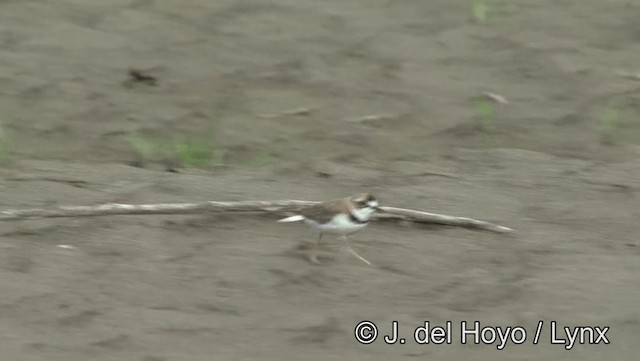  - Collared Plover