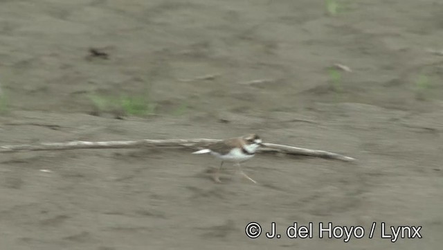 Collared Plover - ML201178961