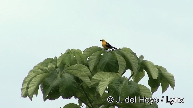 Oriole Blackbird - ML201179221
