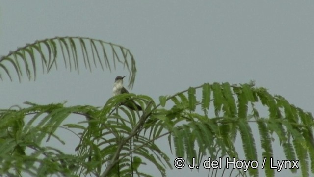 Olive-spotted Hummingbird - ML201179251