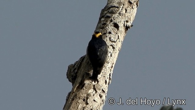 Yellow-tufted Woodpecker - ML201179261