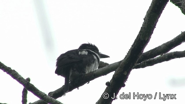 Pied Puffbird (Greater) - ML201179311