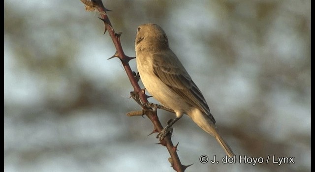 White-throated Seedeater - ML201179561
