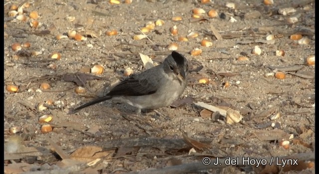 Pileated Finch - ML201179691