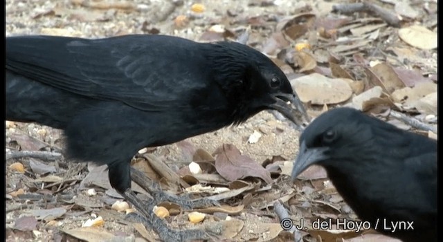 Chopi Blackbird - ML201179791