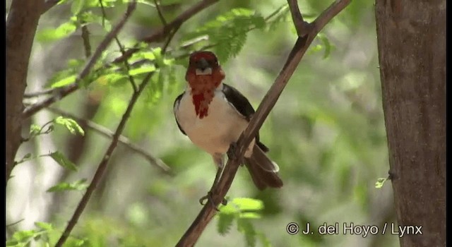 Red-cowled Cardinal - ML201179861