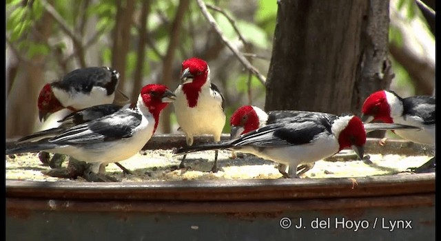 Red-cowled Cardinal - ML201179871