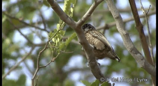 Spotted Piculet - ML201180111