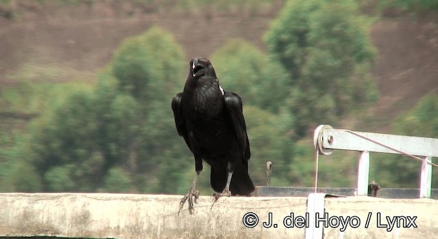 White-necked Raven - ML201180301