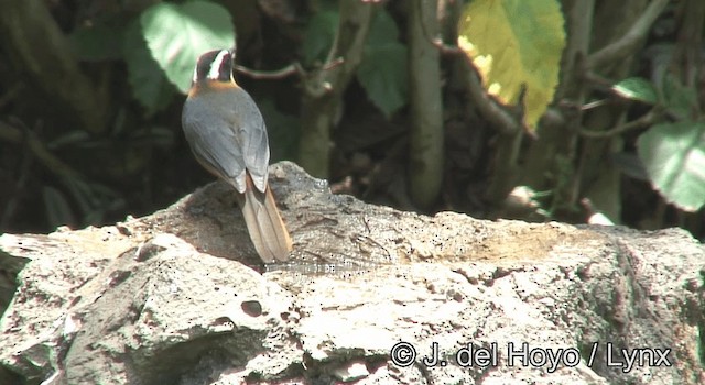 White-browed Robin-Chat - ML201180361